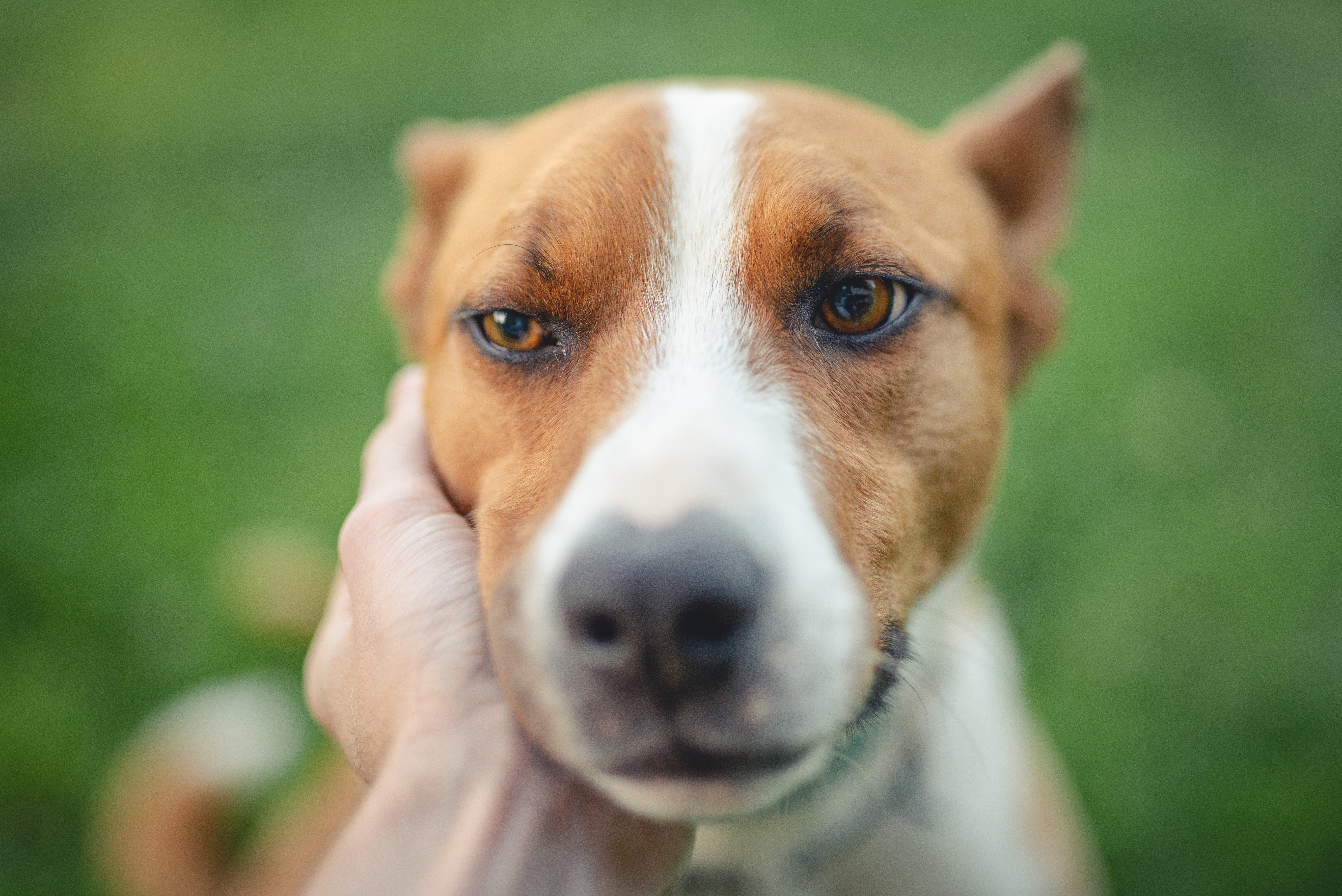 wie du Stress bei Hunden