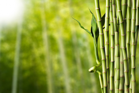 Bambus vor einem sonnigen Hintergrund