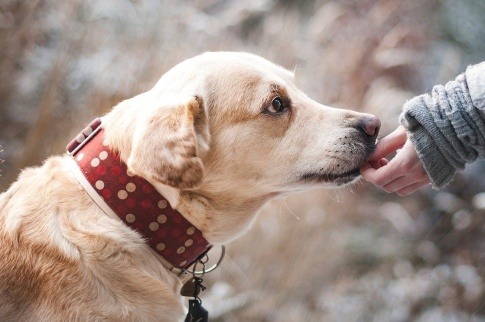 Eine Hand gibt einem Hund CBD für Tiere