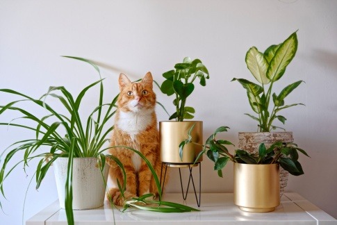 Giftige Zimmerpflanzen für Katzen - eine Katze sitzt zwischen diversen Pflanzen auf einem Regal in einer Wohnung.