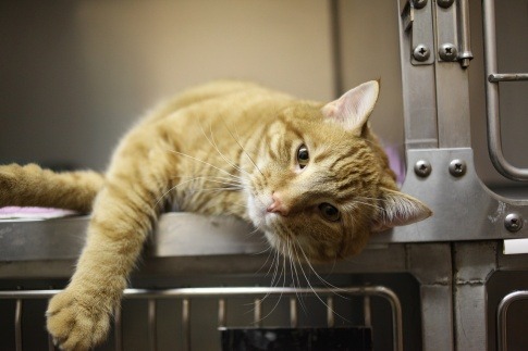 Eine Katze liegt ohne Stress in einer Box beim Tierarzt