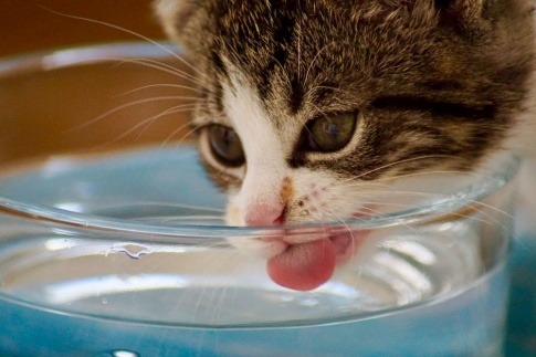Eine Katze trinkt aus einem Glas