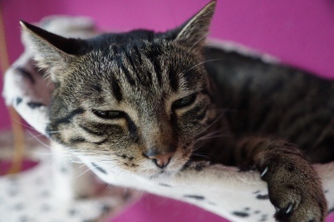 Eine grau-gestreifte Katze liegt in ihrem kleinen Katzenbett und blickt schläfrig in die Kamera. 