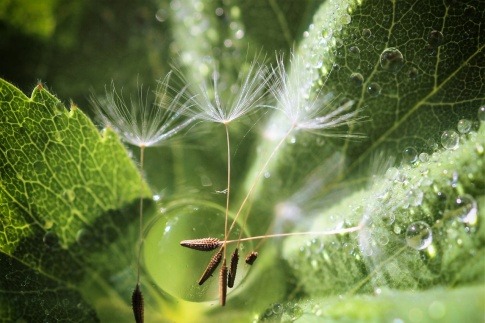 Die Samen einer Pusteblume liegen auf einem Wassertropfen