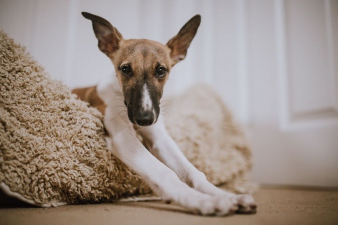 Ein Hund liegt in einem Hundebett und streckt sich