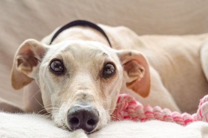 Neben einem Hund liegt ein Seilspielzeug