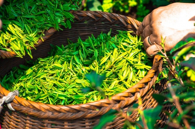 Die Blätter von grünem Tee sind in einem Korb