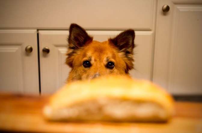 Vor der Schnauze eines Hundes befindet sich ein Brötchen