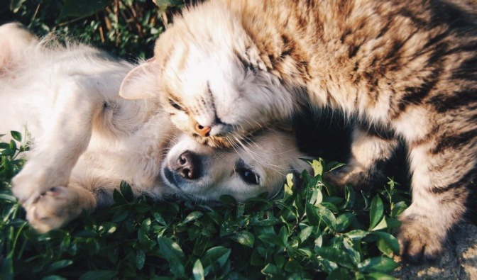Ein goldfarbener Hund kuschelt mit einer getigerten Katze