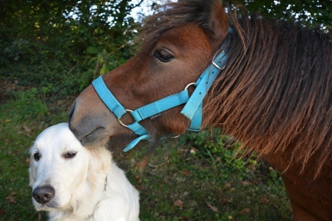 Ein weißer Hund und ein braunes Pferd stehen nebeneinander