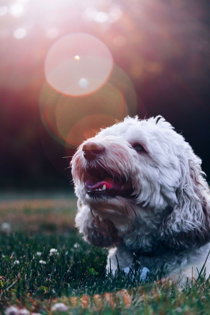 Ein Hund liegt auf einer Wiese im Sonnenuntergang