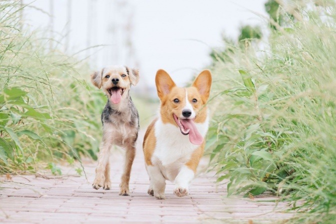 Zwei Hunde laufen am hohen Gras vorbei