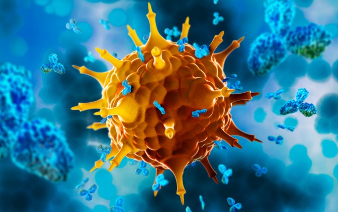 Antikörper greifen ein Virus an