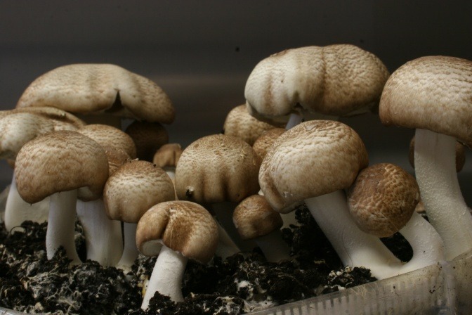 Mandelpilz Agaricus Blazei Murrill