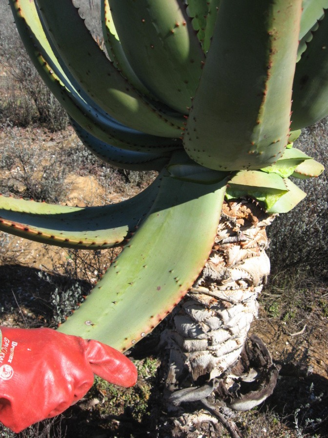 Blatt von Aloe Ferox wird abgeschnitten