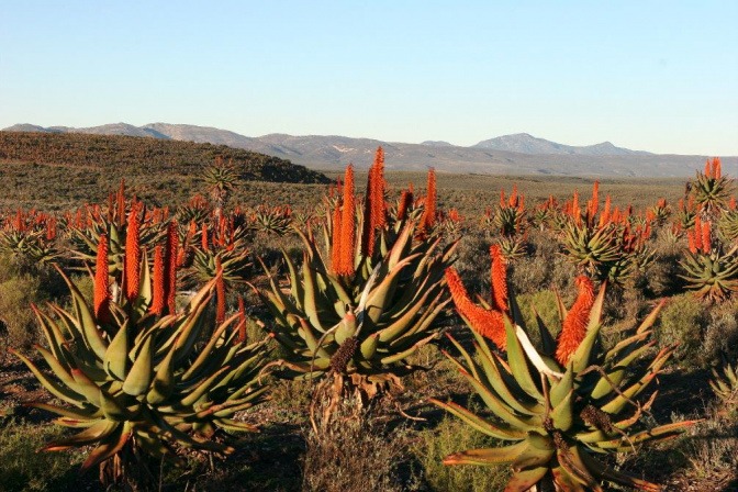Aloe Ferox Pflanzen in Afrika