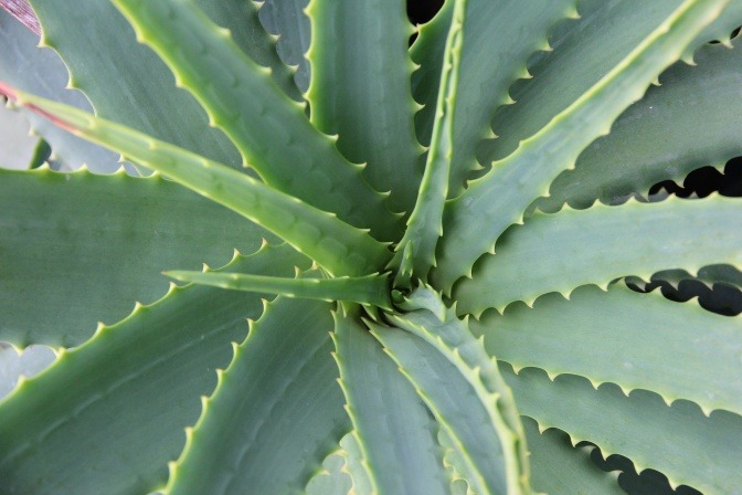 Aloe Vera Pflanze