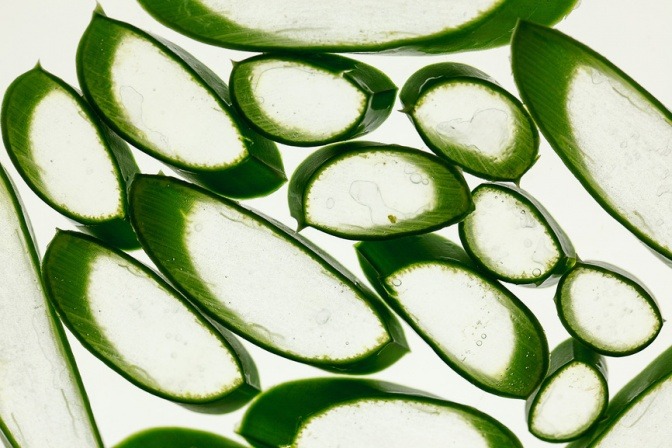 Aufgeschnittene Scheiben einer Aloe Vera zeigen den Saft der Pflanze