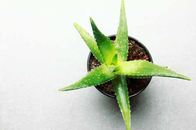 Aloe Vera Pflanze im topf.