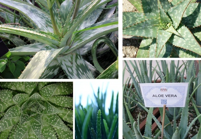 Verschiedene Arten von Aloe Vera sind auf einer Collage