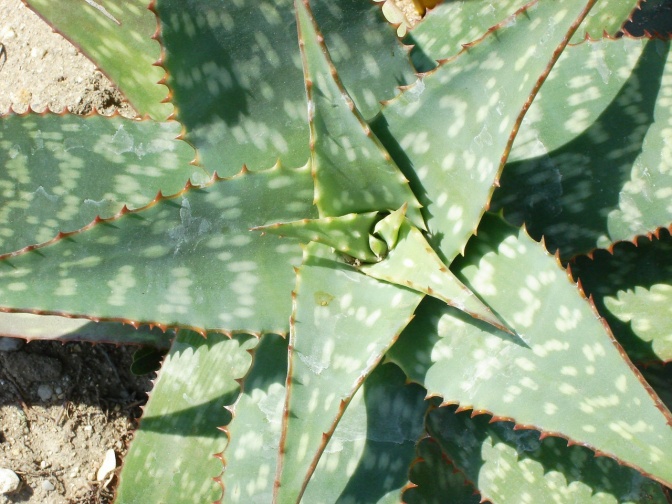 Eine Aloe Vera ist zu sehen