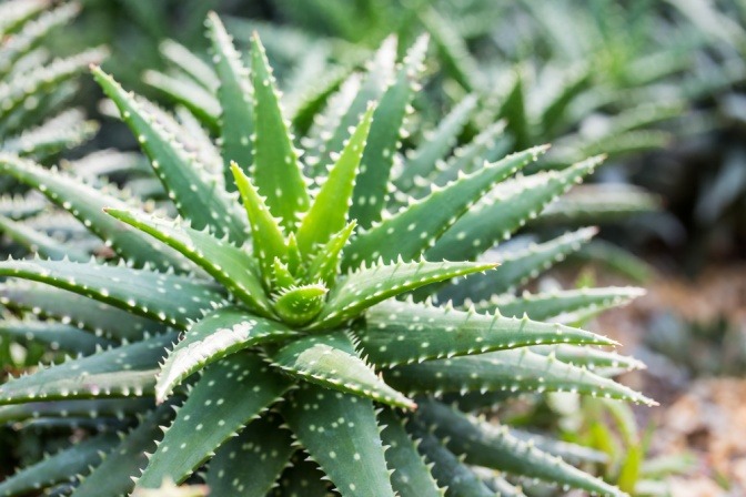 Blu Echte Aloe Vera Topf O Ca 12 Cm