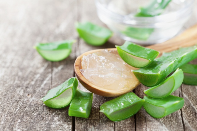 Aloe Vera Pflanze und Gel