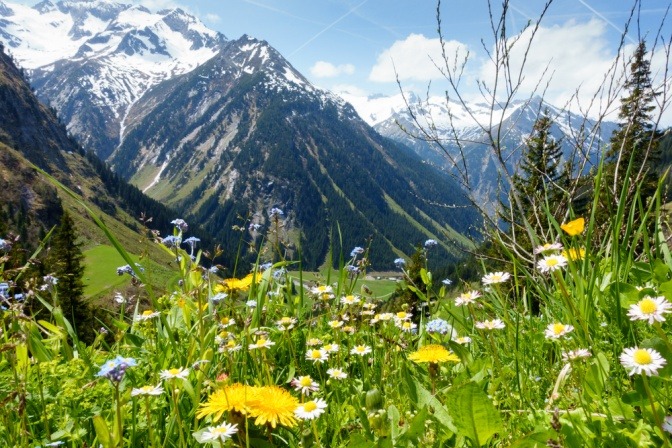 Alpine Landschaft mit Löwenzahn und anderen Kräutern