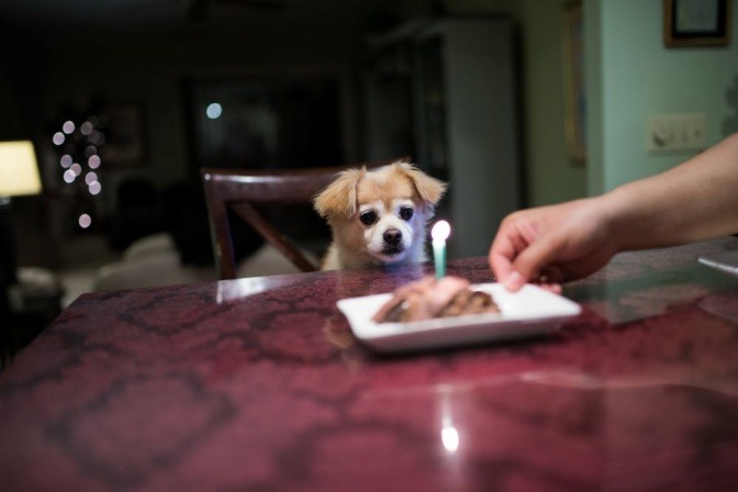 Ein alter Hund bekommt einen Geburstagskuchen