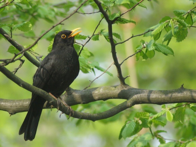 Eine Amsel singt auf einem Baum