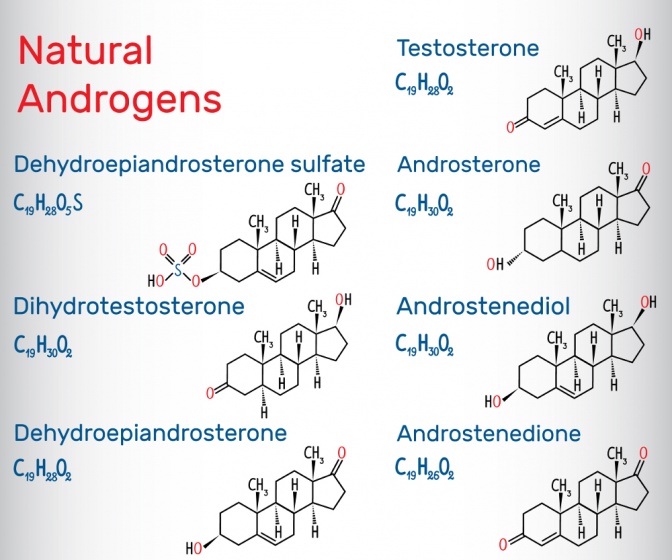 Eine Grafik zeigt Androgene