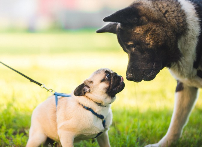 Kleiner Hund und großer Hund treffen sich im Freien und beschnuppern sich.