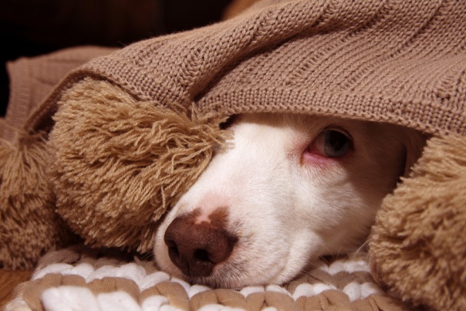 Angst beim Hund - ängstlicher Hund unter einer Decke. 