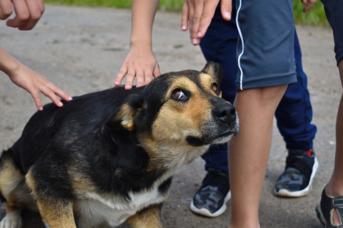 Hund wird von Kindern gestreichelt und ist total verängstigt.