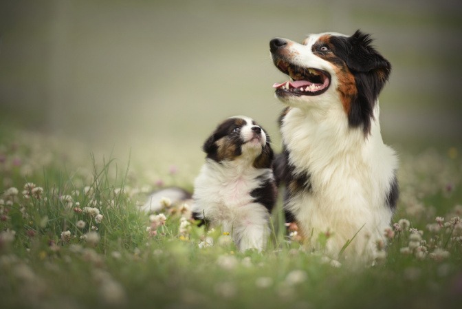 Hundemutter mit einem Welpen. 