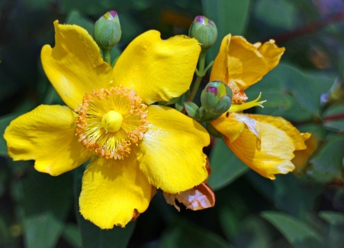 Die Blüte zur Anwendung Johanniskraut (Hypericum perforatum, Hyperiaceae) ist zu sehen