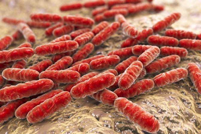 Rote Bakterien sind zu sehen