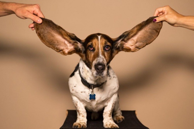 Die großen Ohren eines Beagles werden von zwei Händen hoch gehalten