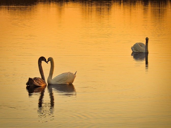 Zwei Schwäne umgarnen sich, während in der Ferne ein dritter Schwan neidisch zu den beiden herüberblickt.