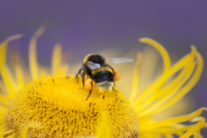 Eine Biene sammelt Pollen
