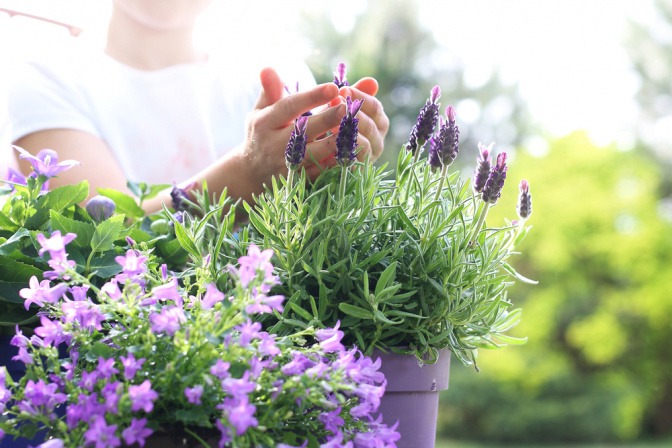Lavendel und Glockenblumen als Nahrungsquelle von Bienen