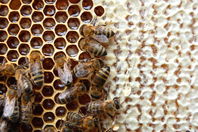 Bienen auf einer Wabe