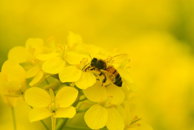 Nahaufnahme einer Biene beim Bestäuben einer gelben Blume.