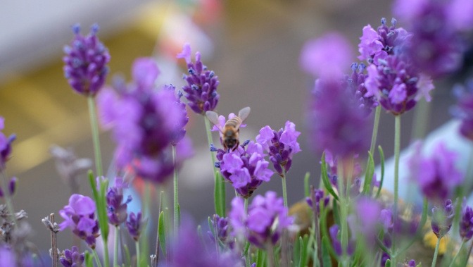Eine Biene auf einer Lavendelblüte.