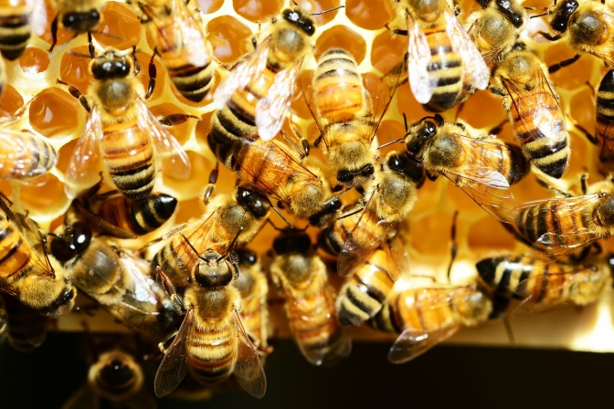 Bienen erzeugen auf einer Wabe Gelee Royale