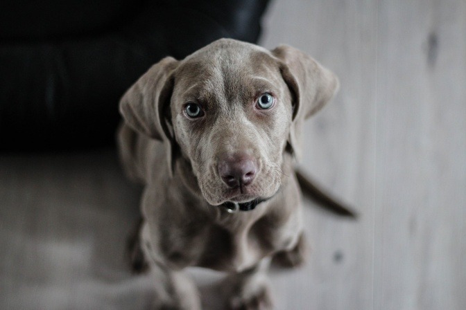 Ein junger Weimaraner-Hund mit schokoladenbraunem Fell blickt erwartungsvoll in die Kamera.