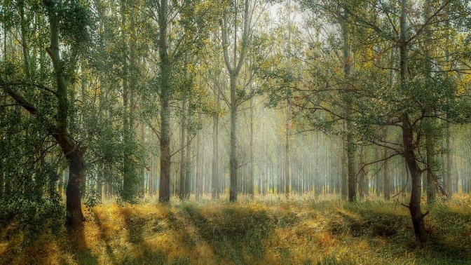 Das Foto zeigt den Blick auf ein von leichtem Nebel durchzogenes Waldstück im Morgengrauen und soll die Natürlichkeit von Bioresonanz für Pferde verdeutlichen.