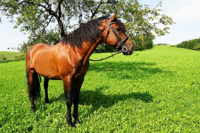 Ein Pferd mit braunem Fell steht auf einer von der Sonne erstrahlten Weide.
