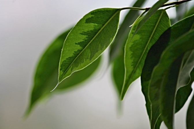 Blätter einer Birkenfeige als luftreinigende Pflanze