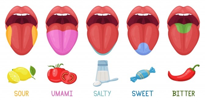 Eine Grafik zeigt die Rezeptoren der Zunge für bitte, salzig, ...